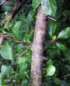 Prunus sp.