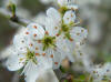 Prunus spinosa-Espino-Escambron