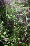 Prunus spinosa-Espino-Escambron