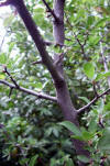 Prunus spinosa-Espino-Escambron