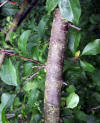 Prunus spinosa-Espino-Escambron