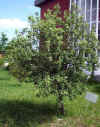 Quercus ilex