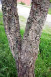 Quercus suber