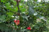 Ribes rubrum