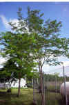 Robinia pseudoacacia