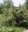 Rosmarinus officinalis