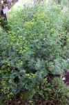 Ruta graveolens