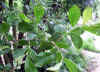 Salix caprea