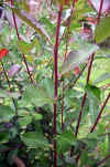 Salix caprea