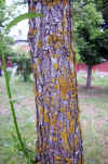 Salix vimialis