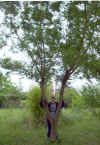Salix vimialis