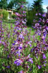 Salvia officinalis