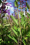 Salvia officinalis