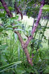 Sambucus nigra