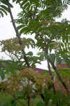 Sorbus aucuparia