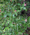 Symphoricarpus racemosus