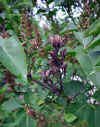 Syringa vulgaris