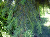 Taxus baccata