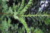 Taxus baccata