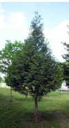 Thuja orientales