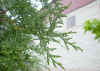 Thuja plicata