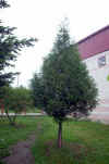 Thuja plicata