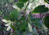 Tilia platyphillos