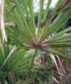 Trachycarpus fortunei