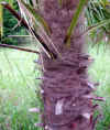 Trachycarpus fortunei