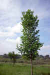 Ulmus americana