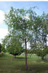 Ulmus pumila